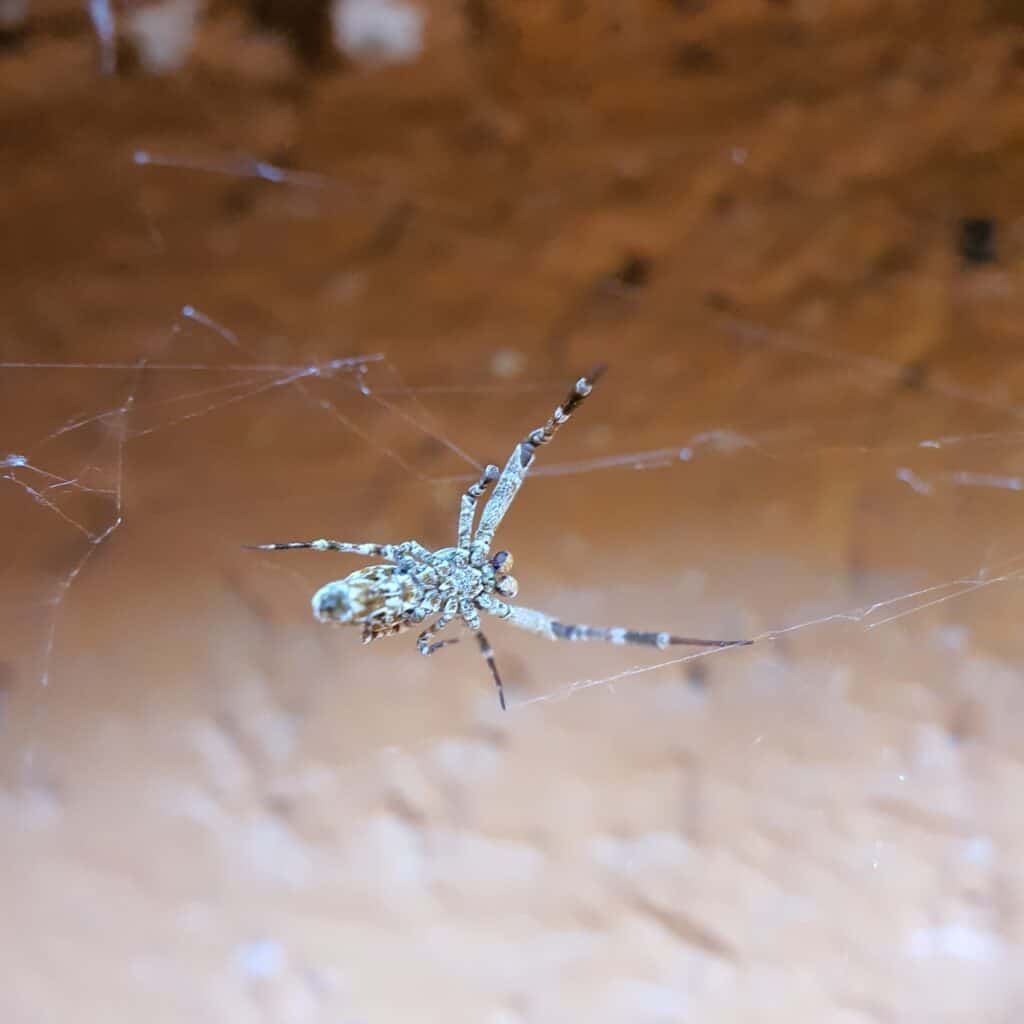 Philoponella spider