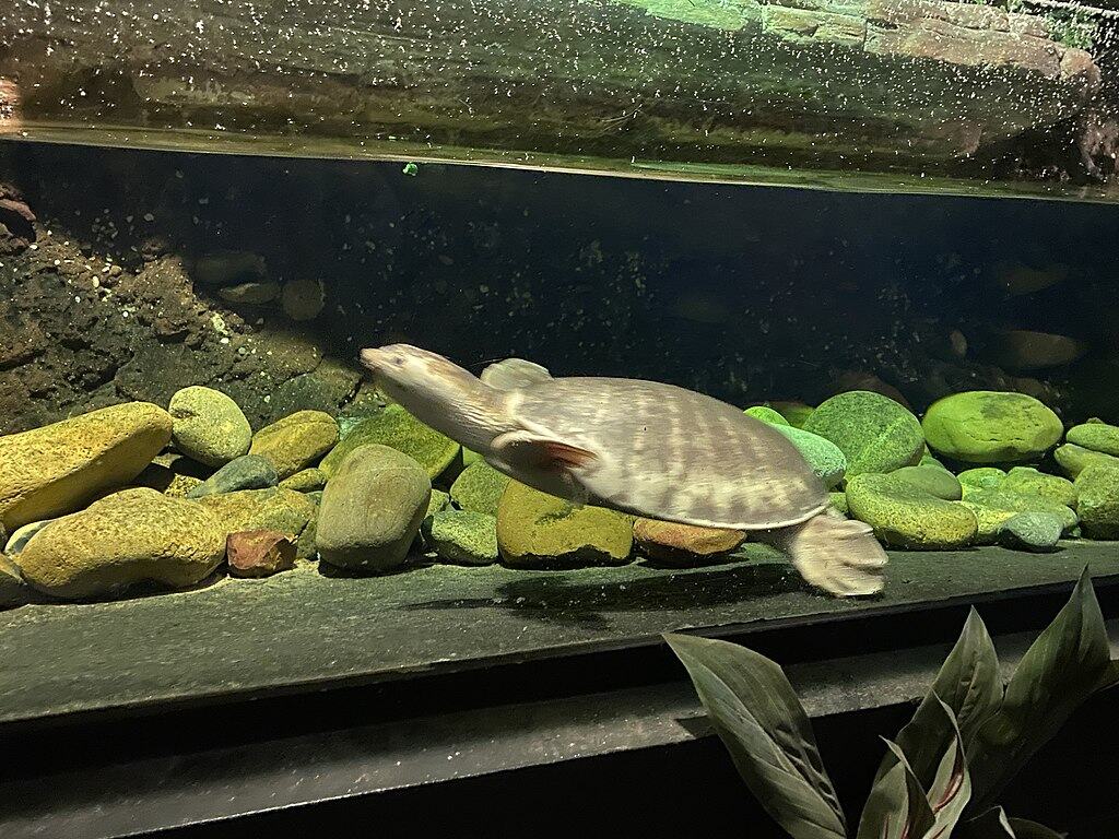 A pig-nosed turtle at the Australian reptile park. (Not for competition - not taken in protected area.