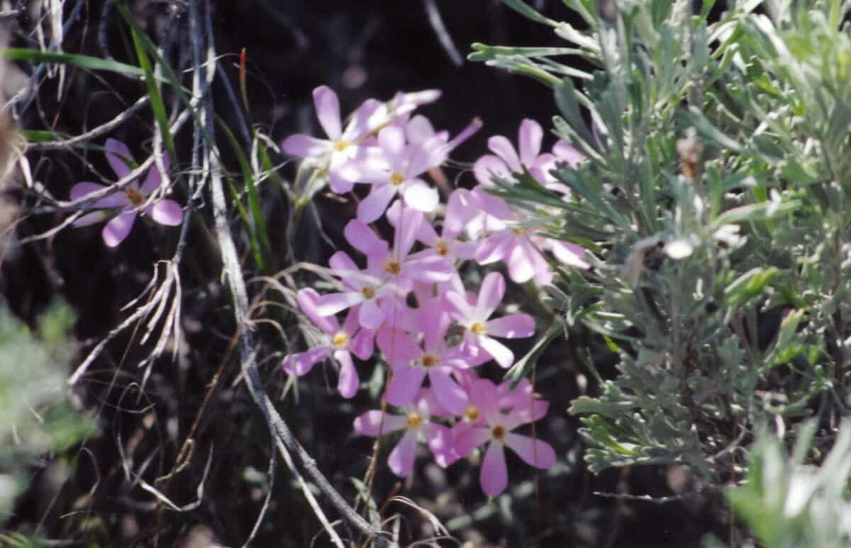 Fossil flower