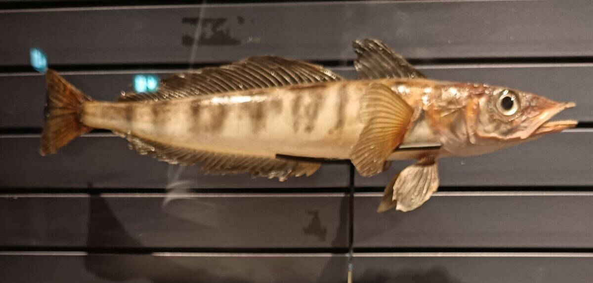Ice fish
