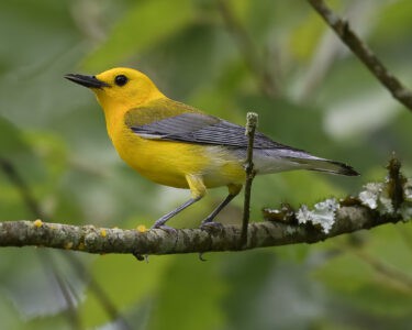 This Hidden U.S. Forest Is a Haven for Endangered Birds
