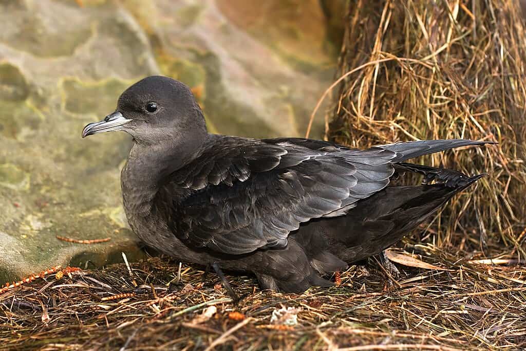 Short-tailed Shearwater (Puffinus tenuirostris) Fledgling
