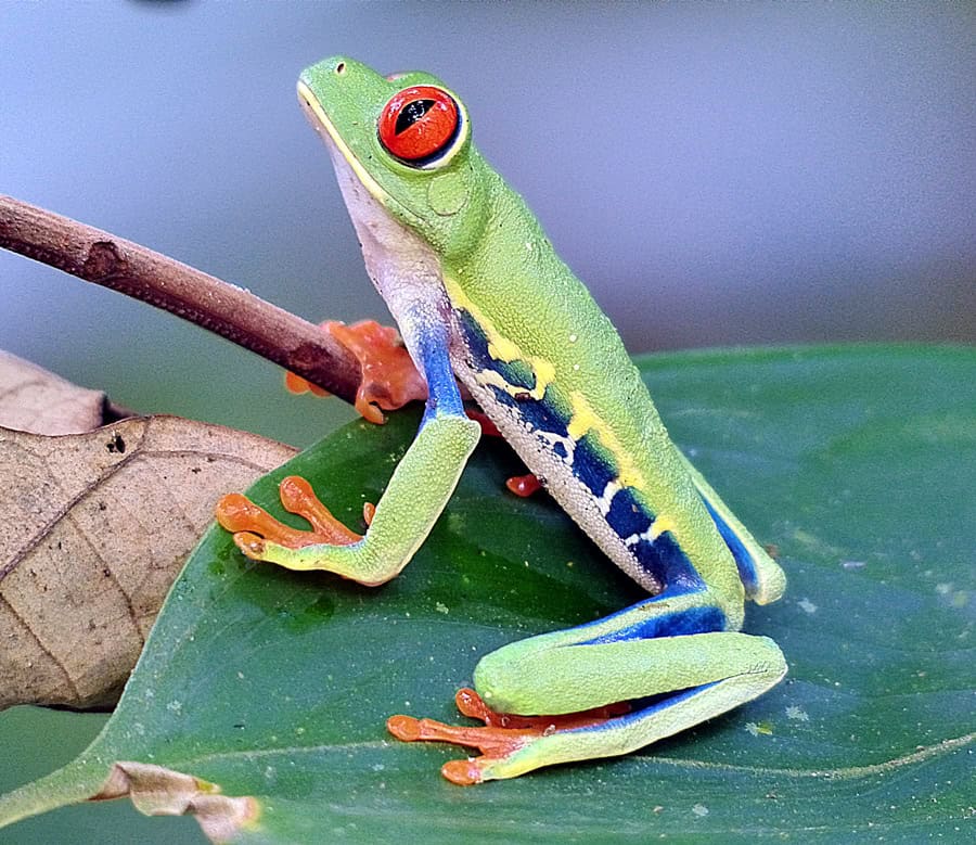 Brooding Frog