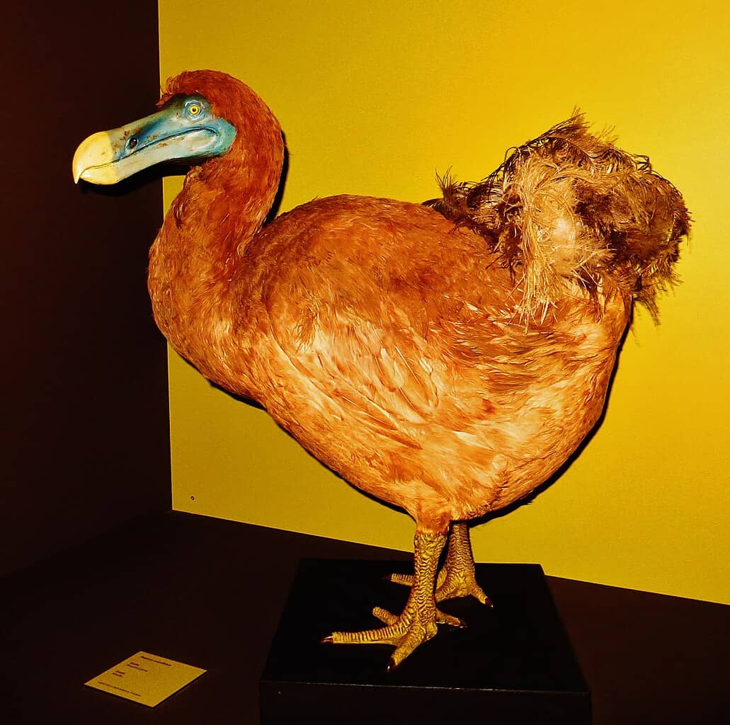 Dodo