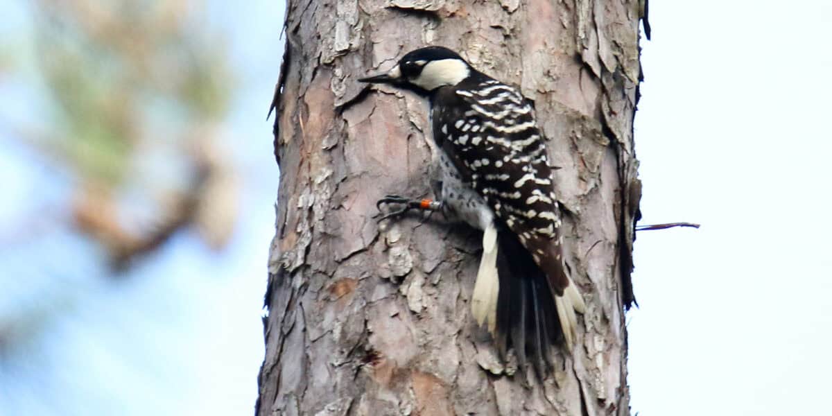Red-cockaded Woodpecker