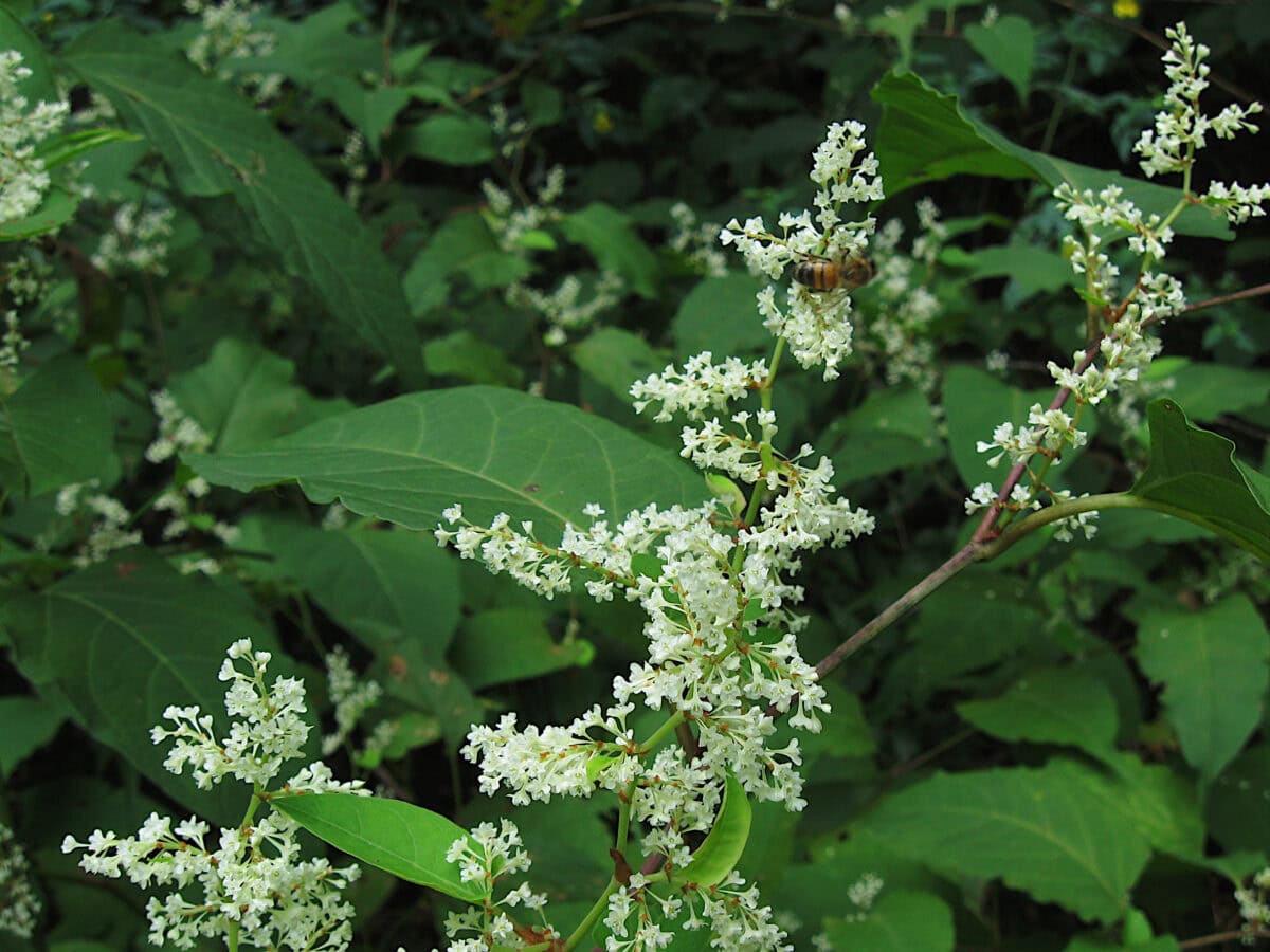Japanese knotweed.