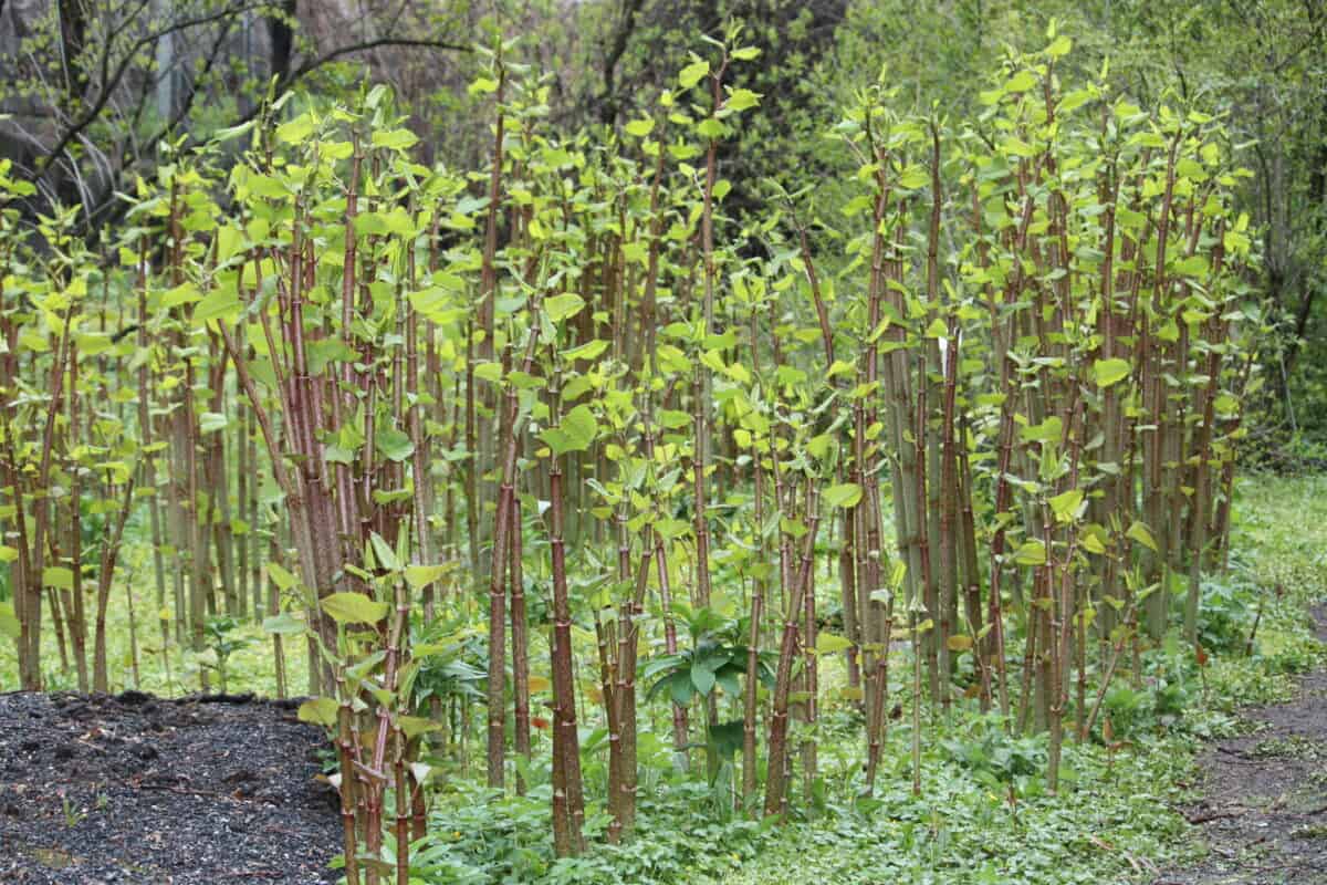 Japanese knotweed.