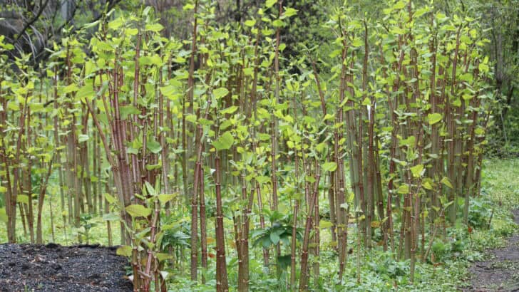 This Invasive Plant Is Changing U.S. Ecosystems Forever