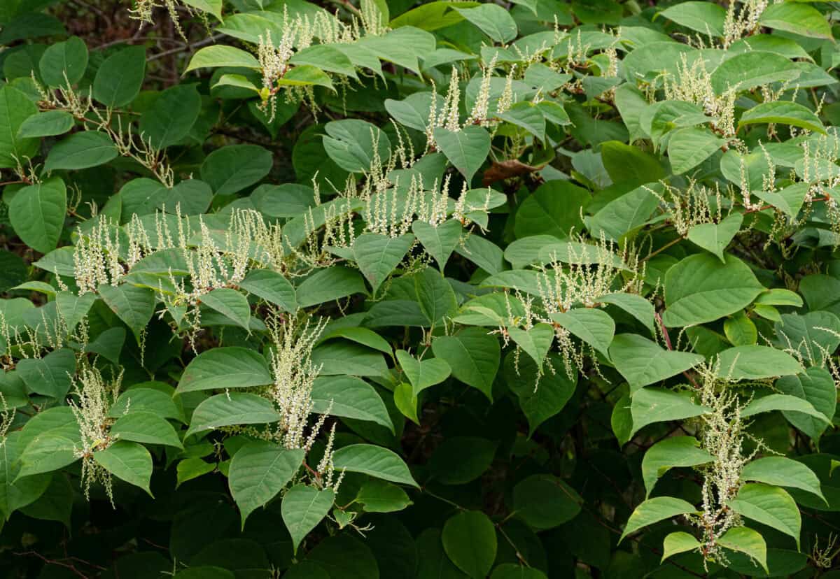 Knotweed.