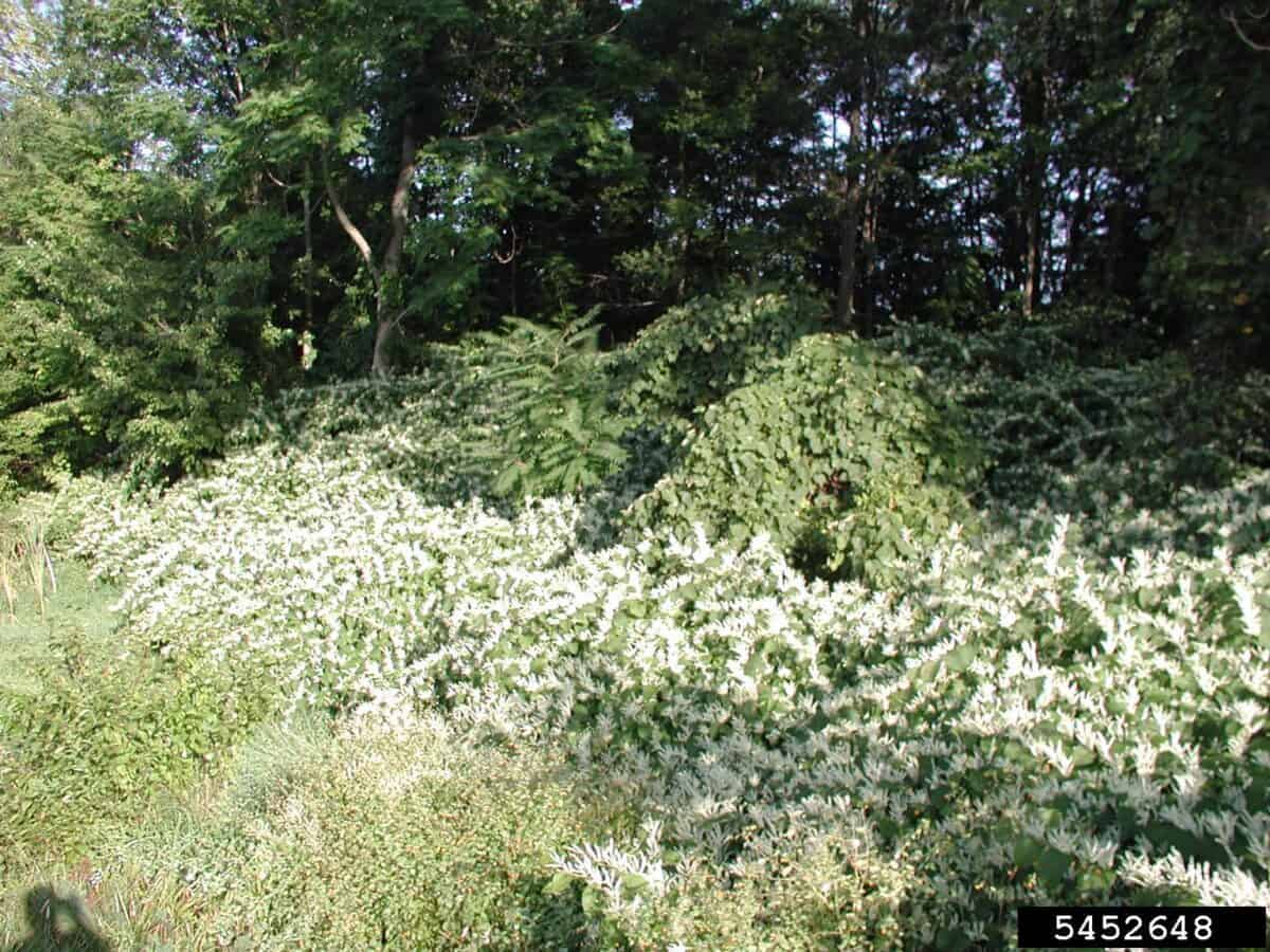 Japanese knotweed.