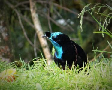 The Longest-Tailed Bird Uses It to Win Mates in Dazzling Displays