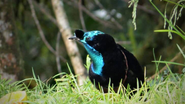 The Longest-Tailed Bird Uses It to Win Mates in Dazzling Displays