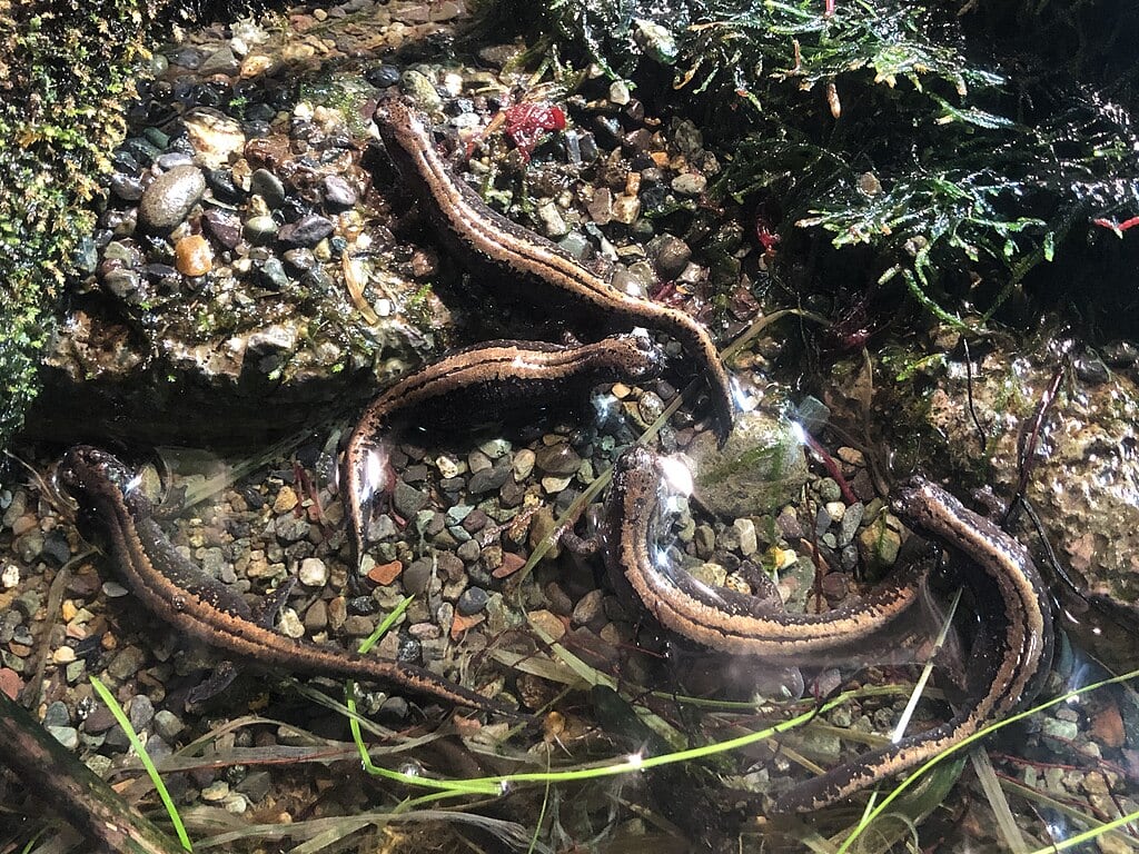 Siberian Salamander