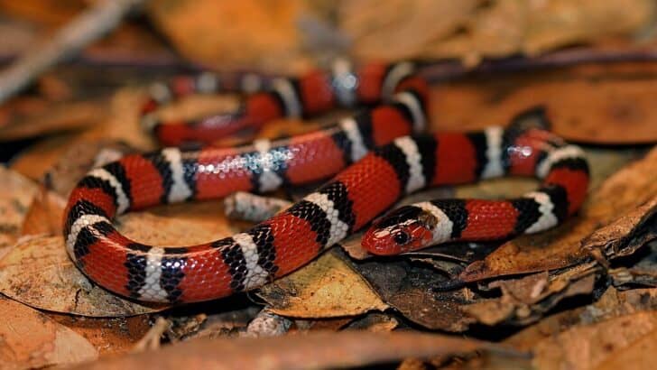 12 Facts About America&rsquo;s Deadliest Snakes
