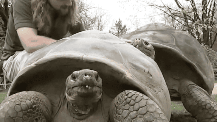 Centenarian Galápagos Tortoises Become First-Time Parents
