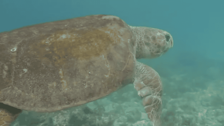 Photographer Helps Save a Giant Sea Turtle and Becomes Part of Its Journey