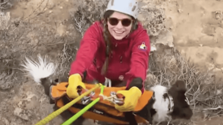 Dog Falls Down A 100-foot Canyon Is Rescued By Mesa Search And Rescue