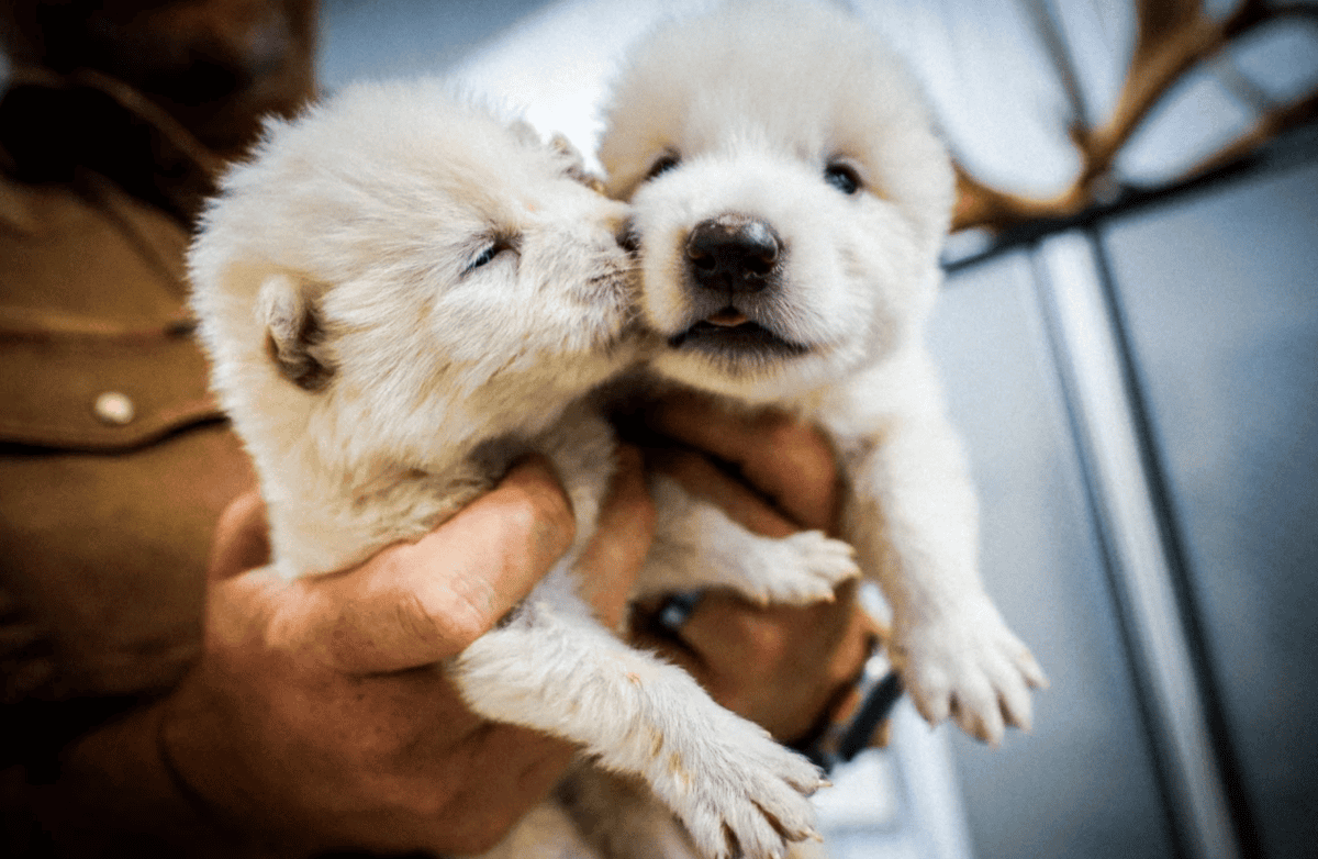 The newborn pups. Image by Colossal Biosciences/Business Wire via AP