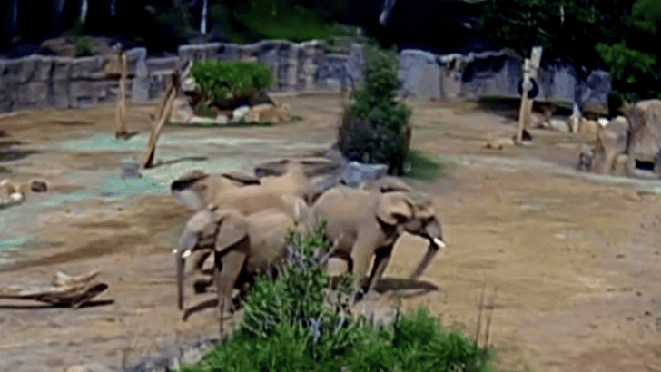 Elephants Form Protective Circle Around Calves During Earthquake