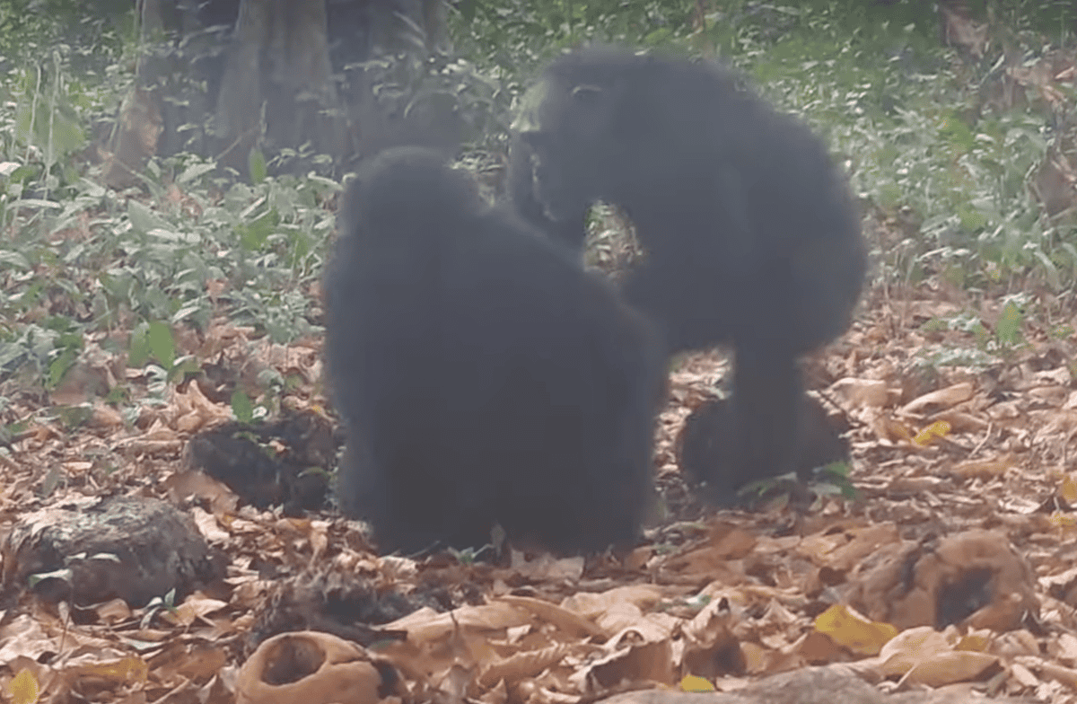 Chimps