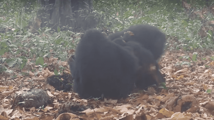 Chimpanzees Bond Over Boozy Fruit in the Wild