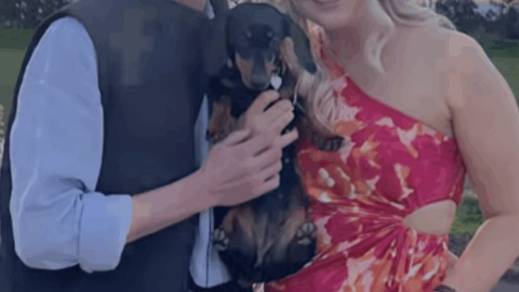 Runaway Dachshund Survives 529 Days in the Wild and Finds Her Way Home