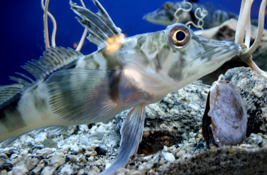 Ice fish