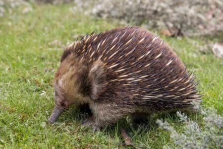 The Only Mammal That Lays Eggs Still Thrives - Animals Around The Globe