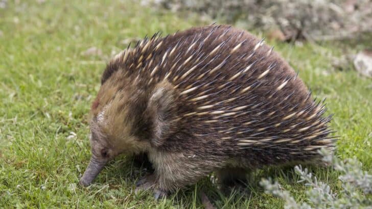 Echidnas Use Electroreception to Hunt