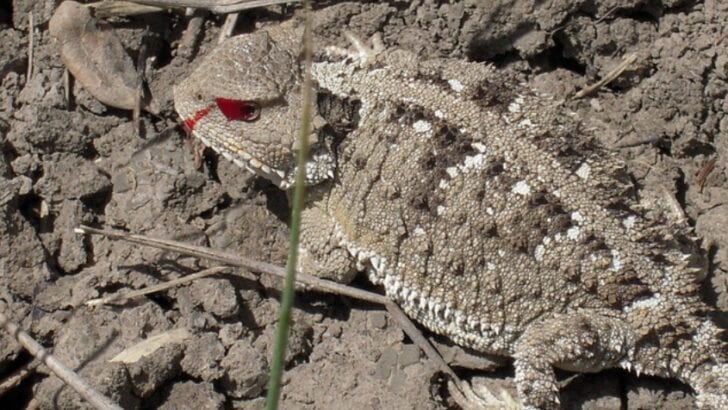 The Lizard That Shoots Blood From Its Eyes