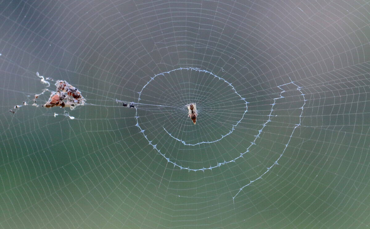 Cyclosa Spider. Wikimedia commons.