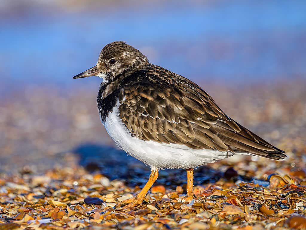 Ruddy Turnstone