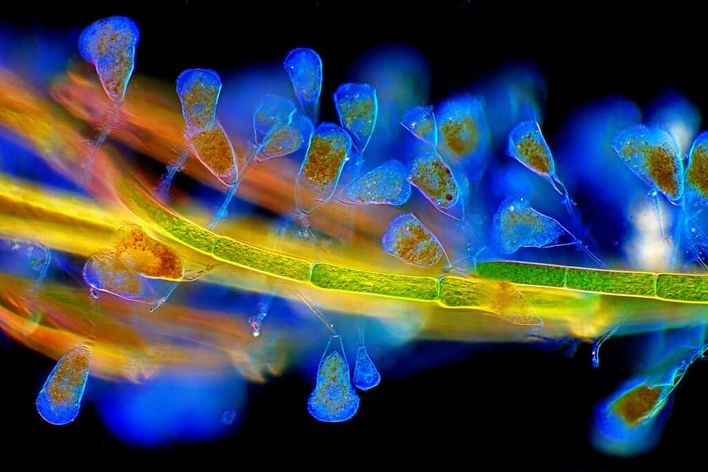freshwater ciliate protozoan