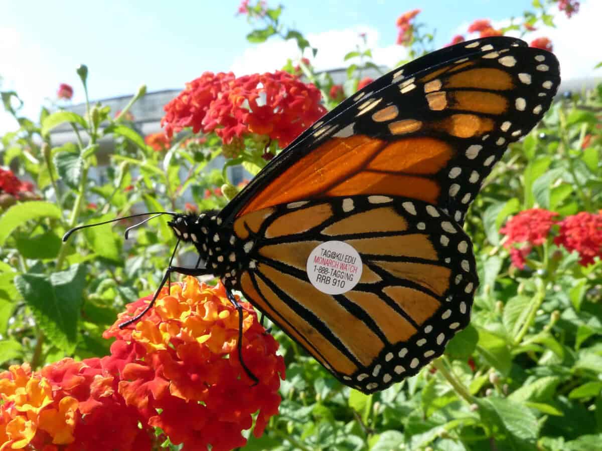 Monarch Butterfly
