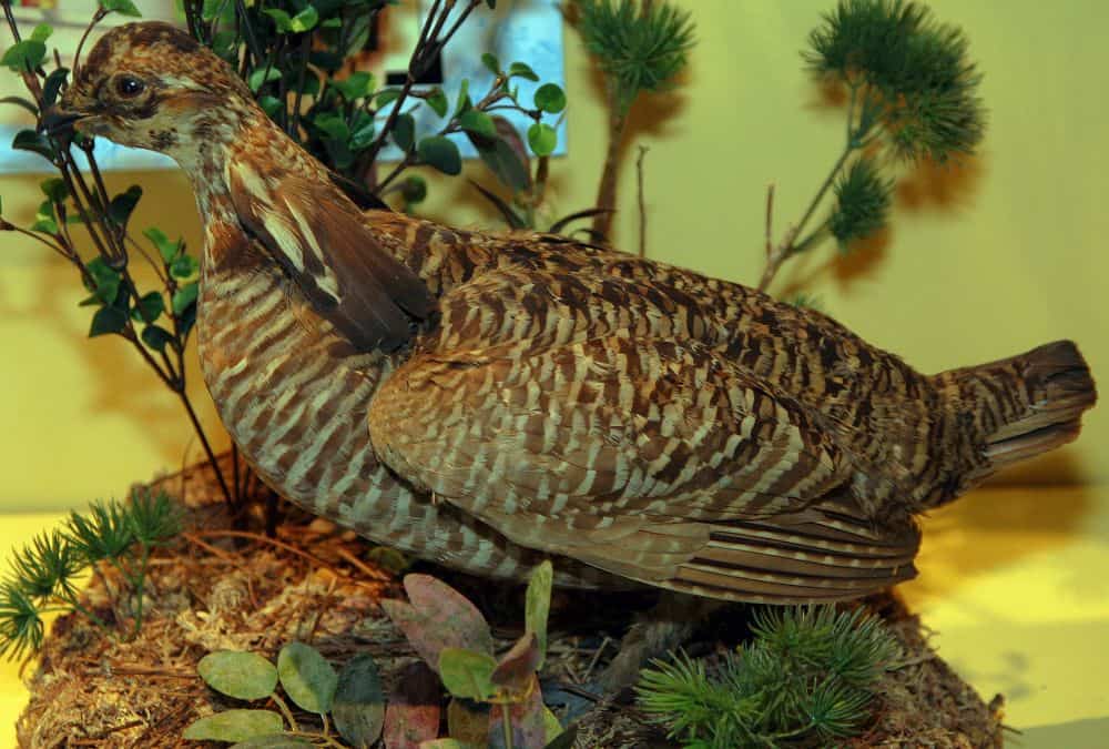 Heath Hen