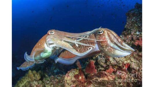 The Cuttlefish’s Color-Changing Mating Dance - Animals Around The Globe