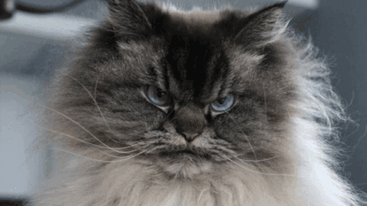 This Cat Has the World’s Loudest Purr
