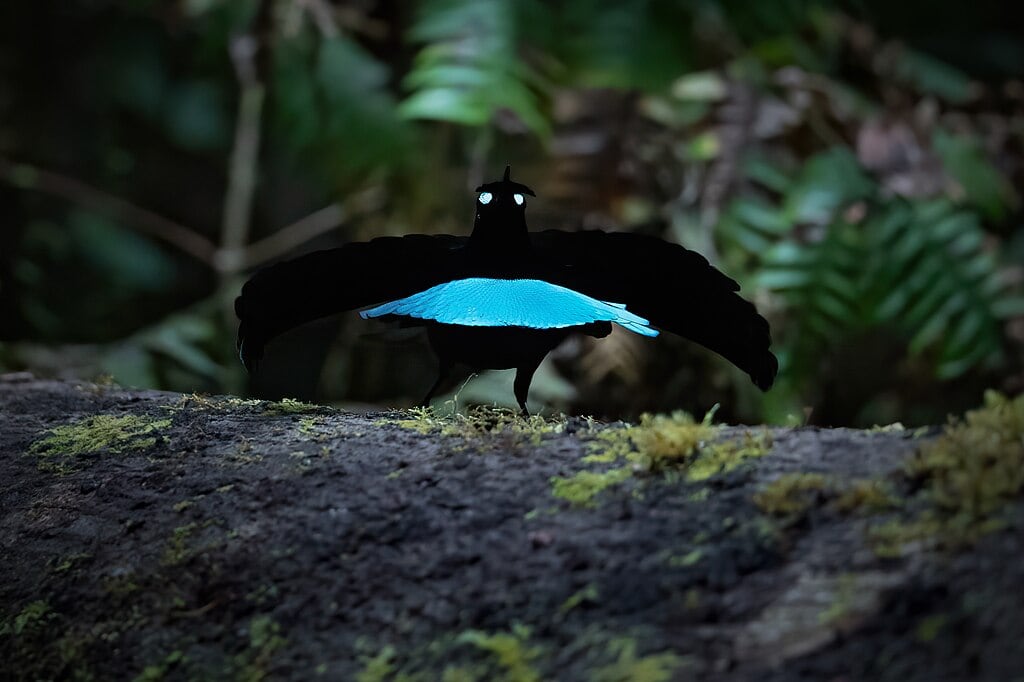 Superb Bird-of-Paradise