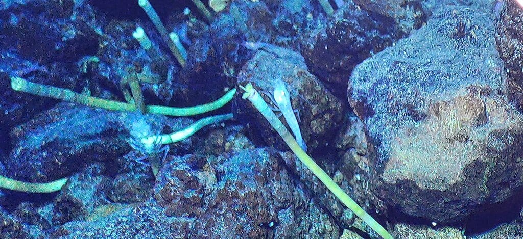 Hydrothermal Vent Tubeworm