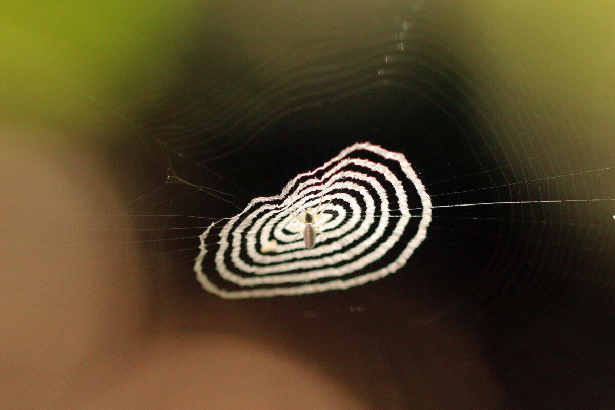 Cyclosa Spider