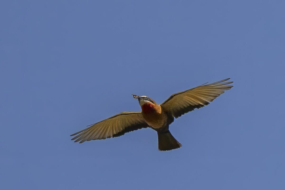 White-fronted_be