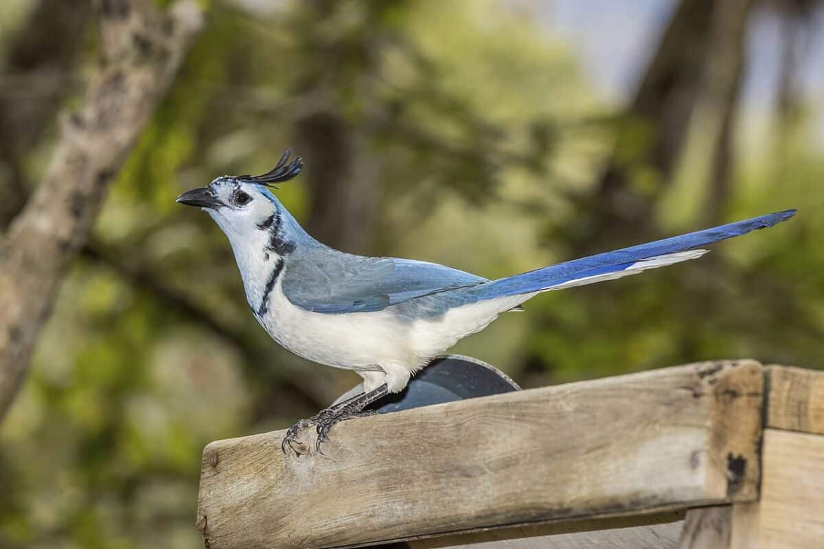 White-throated_magpie-jay