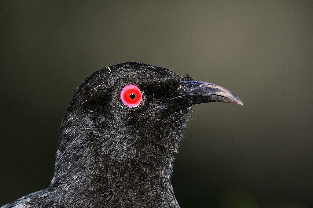 White-Winged Chough