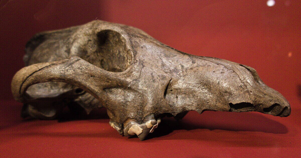 Wolf skull