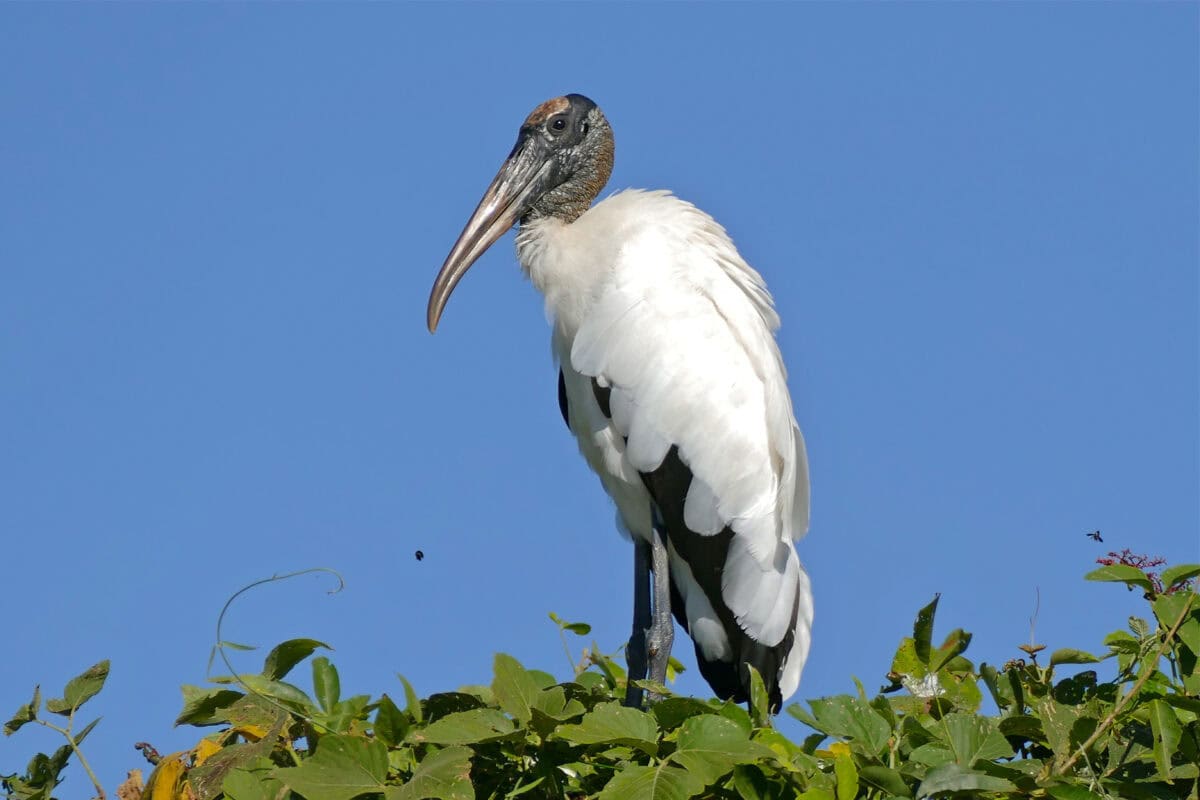 Wood Stork