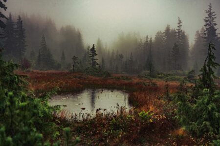 What Happens If Humans Disappear From a Forest Ecosystem?