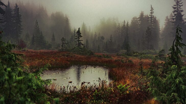 What Happens If Humans Disappear From a Forest Ecosystem?