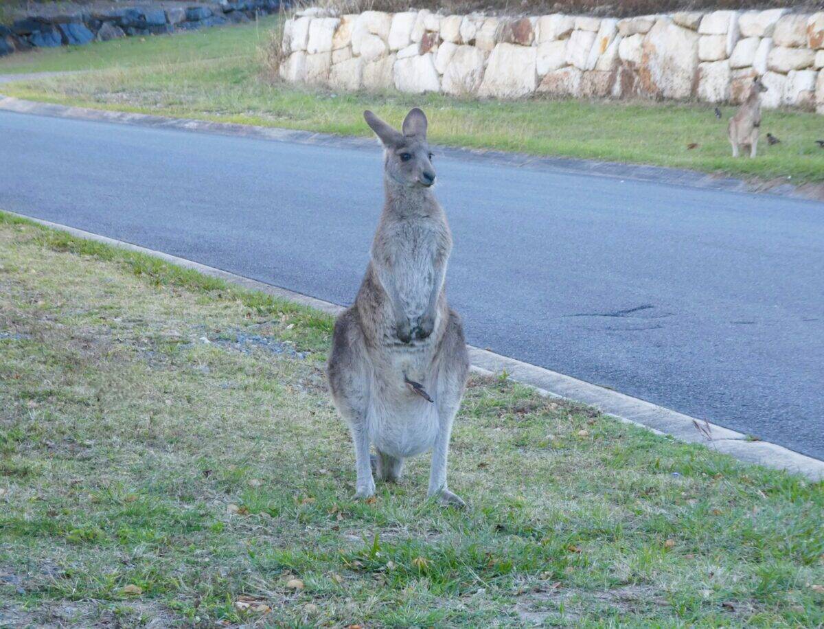 An adult kangaroo roaming the city.