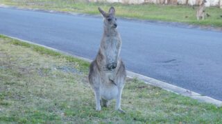 An adult kangaroo roaming the city.