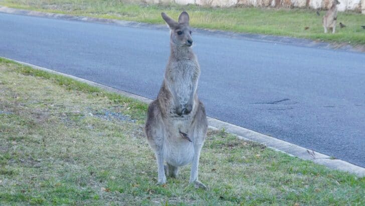 Kangaroo Causes Traffic Chaos on Alabama Interstate